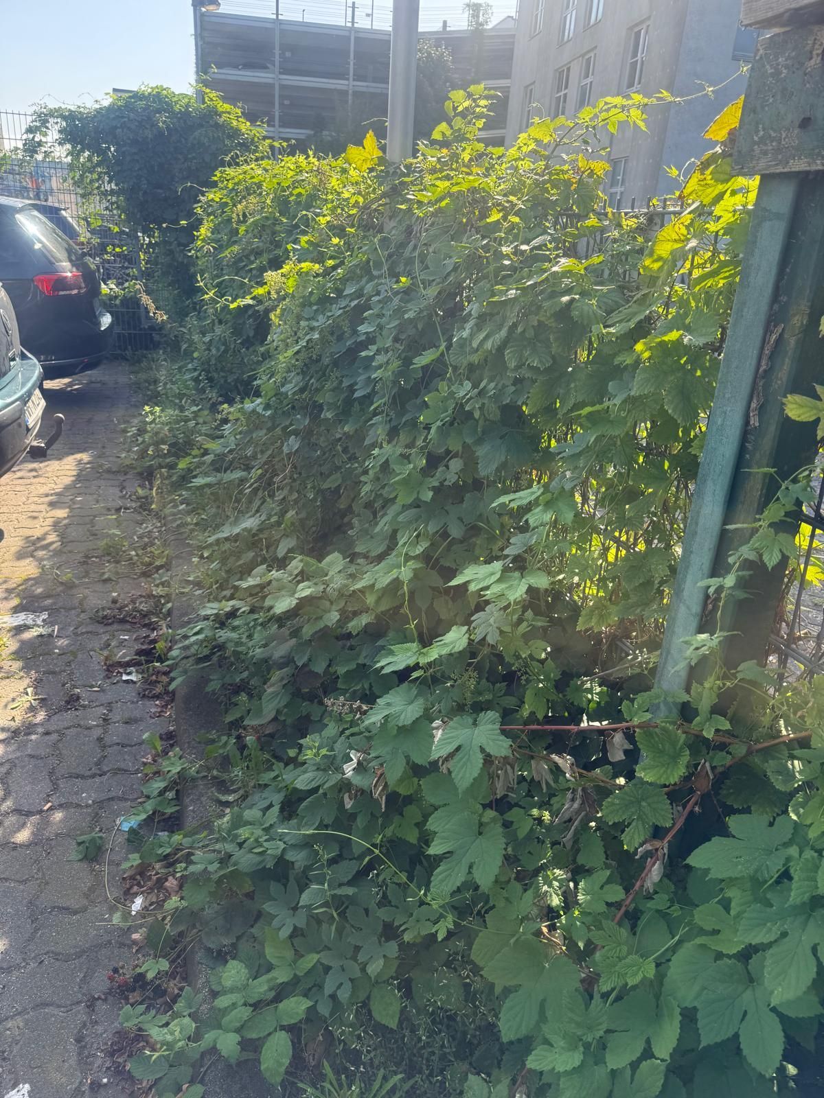 Überwucherte Büsche mit grünen Blättern säumen einen Gehweg neben geparkten Autos und einem Gebäude.